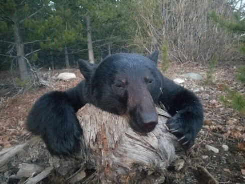 Black Bear Black bear